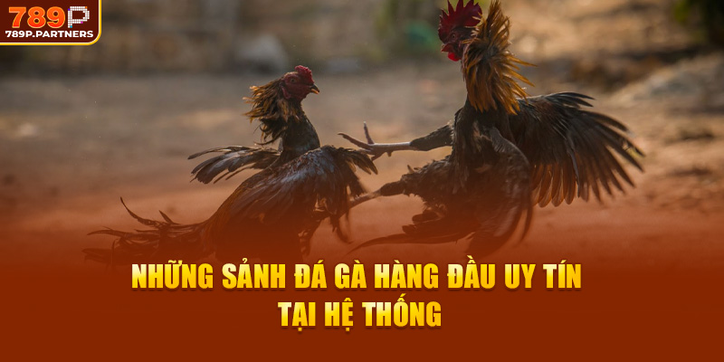 Những sảnh đá gà hàng đầu uy tín tại hệ thống