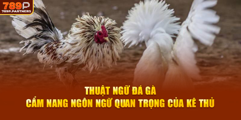 Thuật Ngữ Đá Gà – Cẩm Nang Ngôn Ngữ Quan Trọng