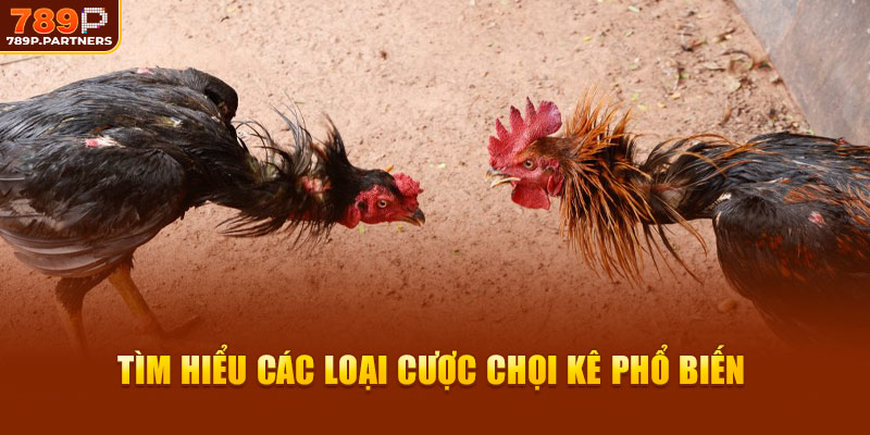 Tìm hiểu các loại cược chọi kê phổ biến